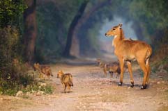 Nilgai-Antilope - Zum Vergroessern klicken!